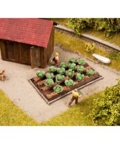 Noch 13217 - White Cabbage